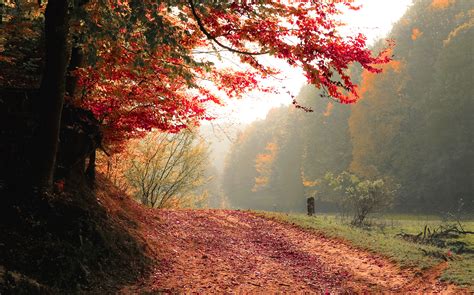 wallpaper of autumn season|autumn forest wallpaper 4k.